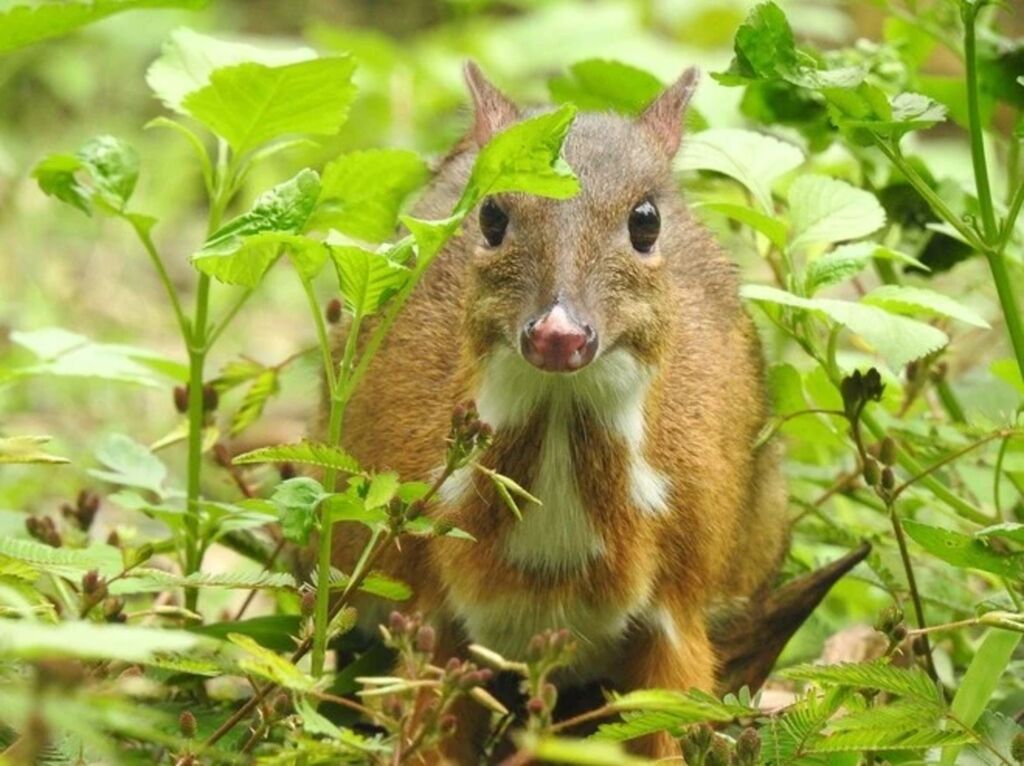 Conservation des espèces sauvages un plan ambitieux approuvé