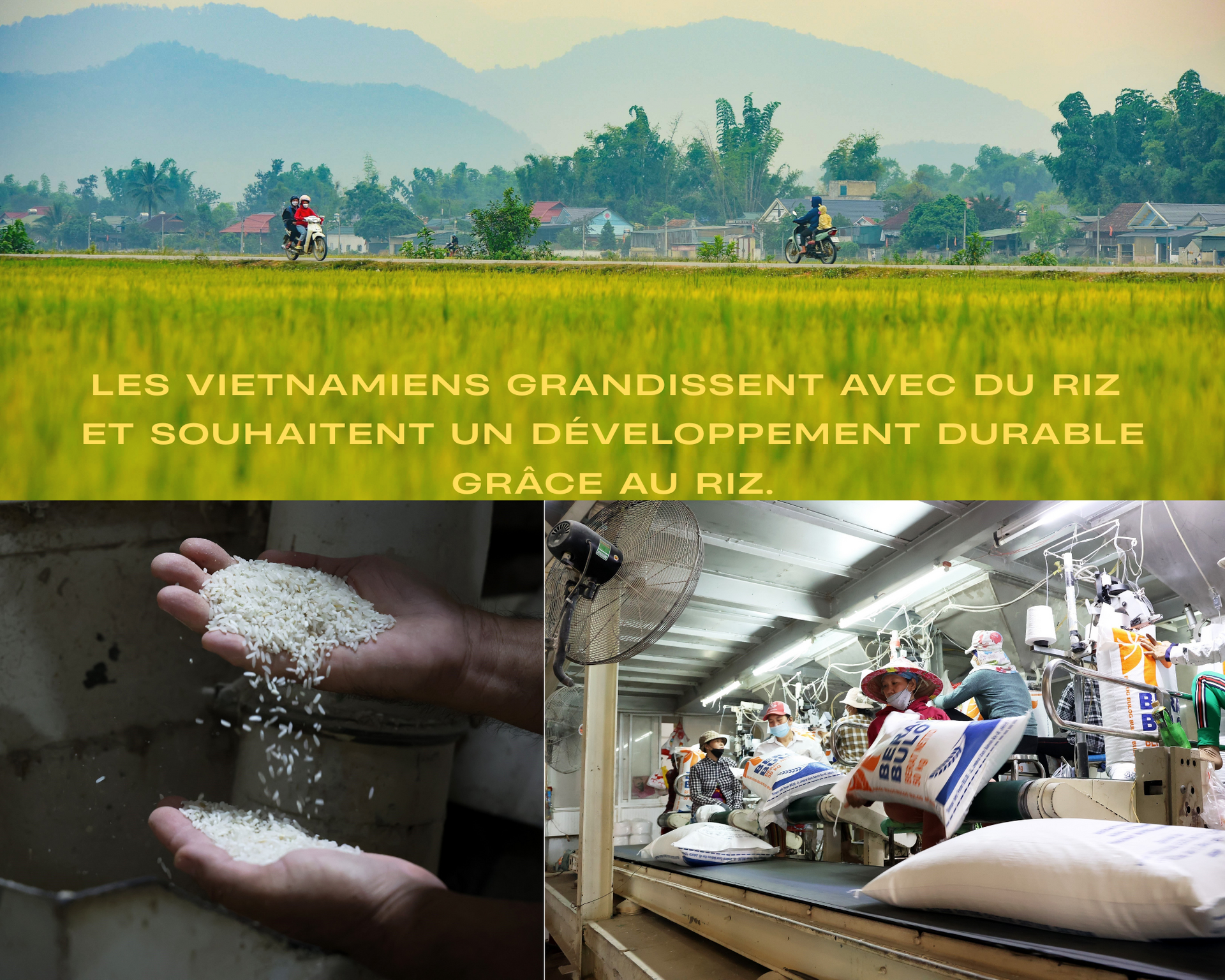 Pour que le riz vietnamien conquière le monde