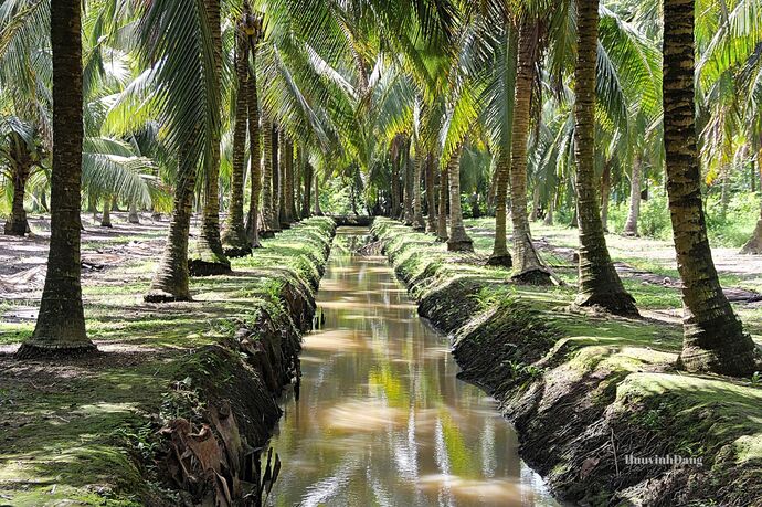 Améliorer La Chaîne De Valeur De La Noix De Coco Dans Le Cadre D’une 