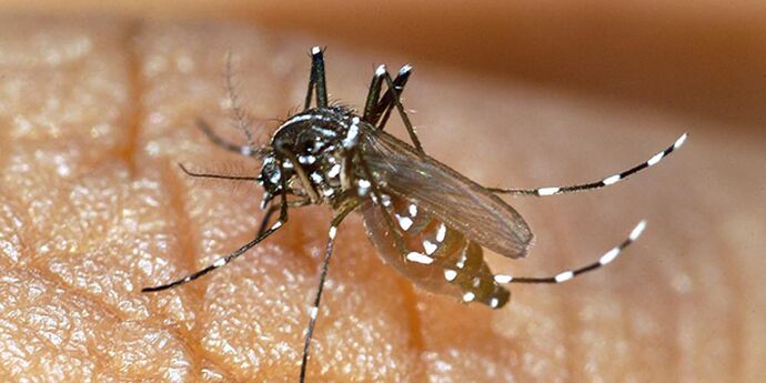 Chikungunya: La France métropolitaine enregistre un nombre record de près de 400 cas autochtones