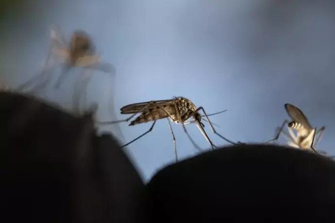 Mosquitoes Learn to Overcome Repellent Aversion: Shocking Study Findings - News Directory 3