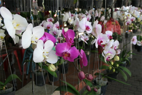 Les corbeilles de fleurs d’orchidées. Photo : Minh Thu/CVN 