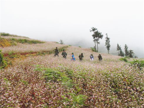 Sarrasins en fleurs sur les flancs des montagnes.