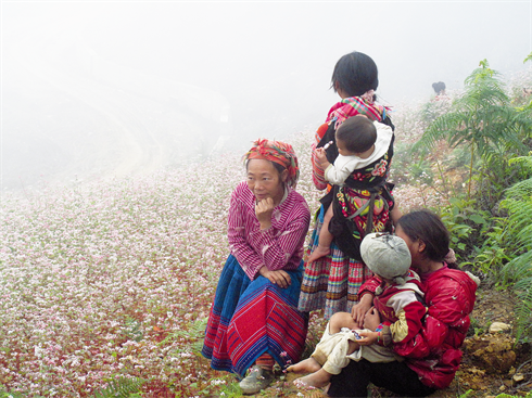 Les fleurs de sarrasin donnent encore plus d’éclat aux tenues bigarrées des montagnards.