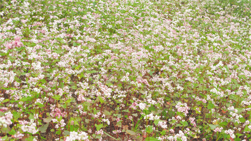 La fleur de sarrasin s’ouvre à la fin de l’automne.