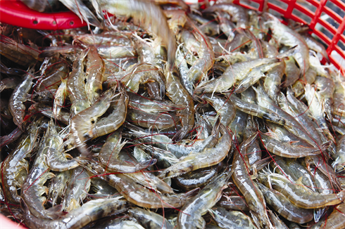 Les crevettes à pattes blanches sont vendues environ 120.000 dôngs le kilo.