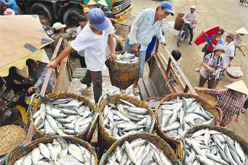 Une fois triés, les poissons sont transportés aux ateliers pour un traitement préliminaire.