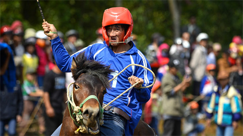 Les jockeys sont tous des paysans, et leur monture des animaux de bât.  Photo : TTOL/CVN