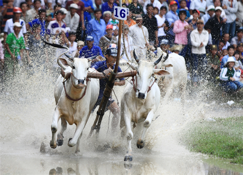 La course de bœufs, une activité des Khmers dans la province d’An Giang (delta du Mékong).  Photo : Duy Khuong/VNA/CVN