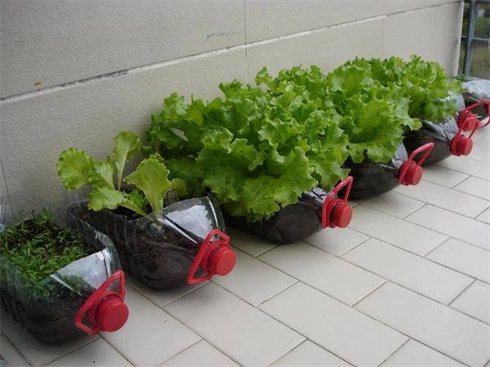 Une grande bouteille accueillant des légumes sur une terrasse