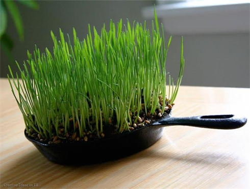 Même une poêle à frire peut tenir lieu de potager !