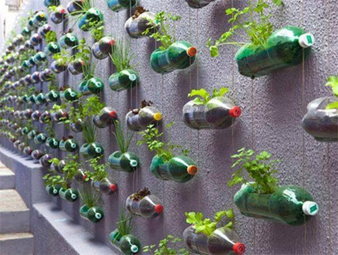 Un potager sur un mur, ou «l’éloge du système D» ? 