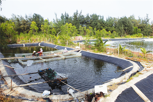 Des bassins d’aquaculture dans l’arrière-dune