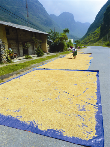 Au cours du séchage, il est recommandé de retourner de temps en temps les grains afin de favoriser une bonne pénétration de l’air et des rayons solaires. Une exposition trop prolongée à une source de chaleur, occasionne le clivage des grains. 