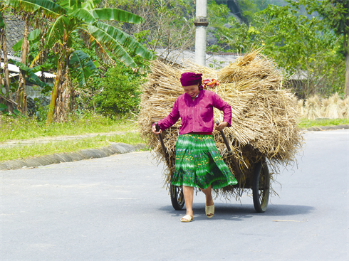 Une fois déshydratée, la paille est transportée au village. Elle servira de nourriture au bétail ou sera brûlée pour produire de l’énergie (chauffage, cuisine).