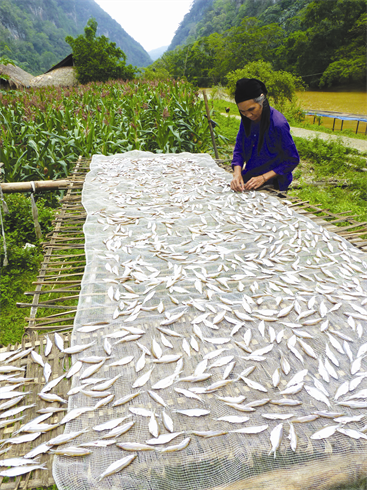 Séchage du poisson au soleil, une technique de conservation qui a fait ses preuves.    