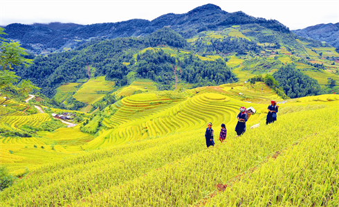 Rizières en gradins du village de Pù Nhung, commune de La Pan Tân. 