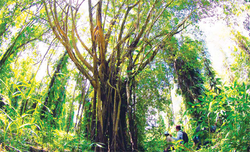 Un arbre séculaire du parc.    