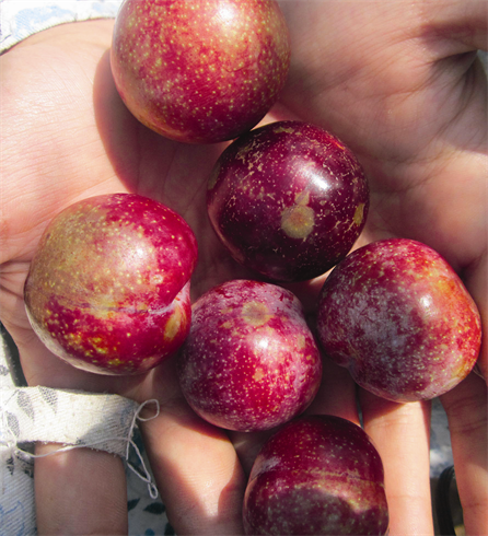 Prunes de Môc Châu.