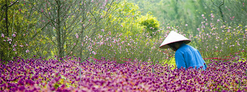 Pour avoir de belles fleurs juste au moment du Têt, les horticulteurs doivent savoir composer avec les aléas de la météo. 