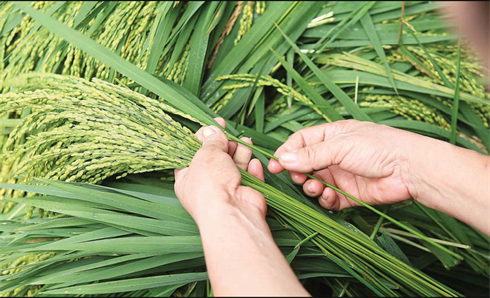 Le côm est fabriqué exclusivement avec des jeunes grains de riz gluants.    