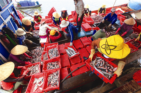 Tri des poissons sur le navire. 