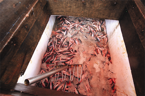 Les cales sont remplies des poissons de prédilection des marchands. 