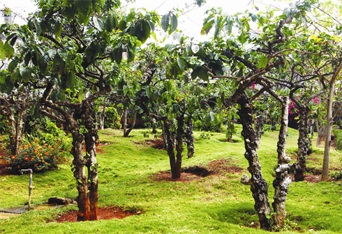 Jardin de caféiers séculaires dans le village.