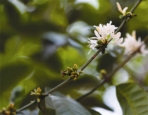 Fleurs de caféier.    